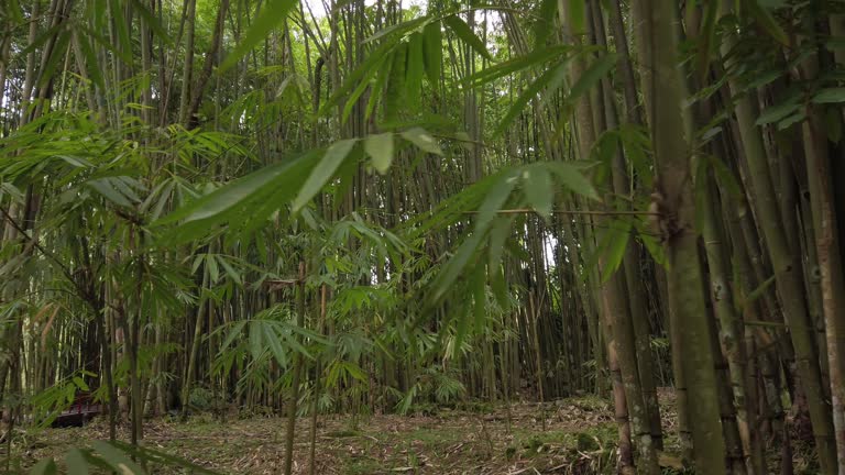 Sumatra Kratom Harnessing the Power of Indonesia’s Unique Strain